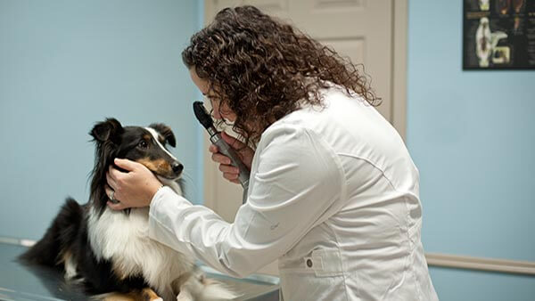 Veterinary Services Available at Burloak Animal Hospital